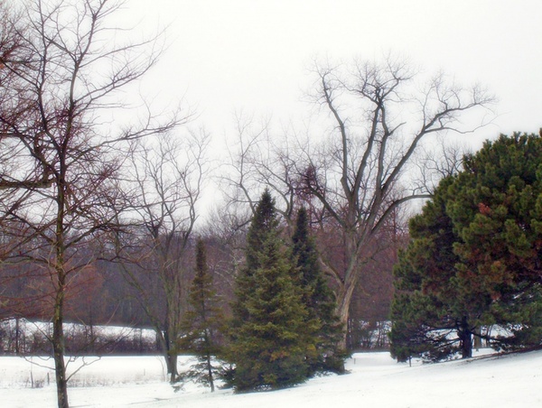 trees in snow 