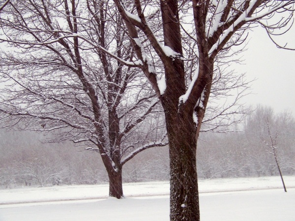 trees in the snow 