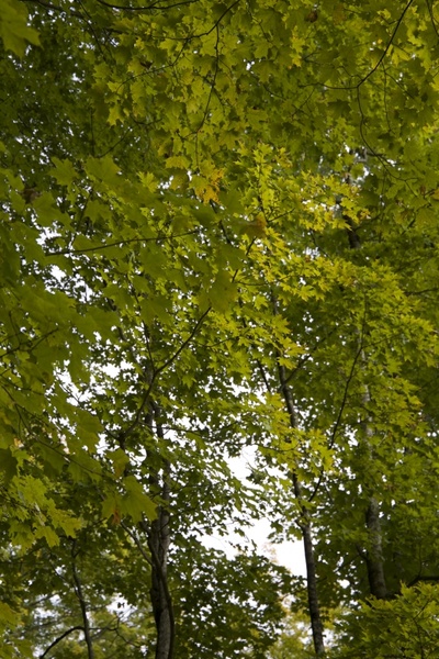 trees leaves