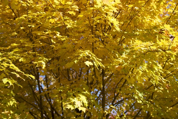 trees leaves fall foliage autumn