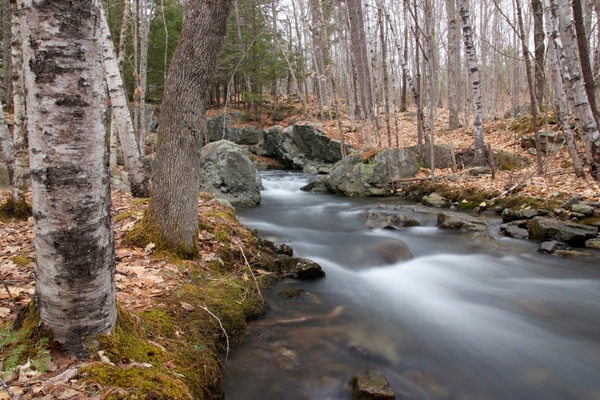 trees leaves water stream