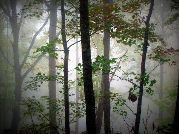 trees morning fog