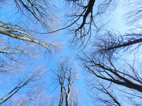 trees nature sky