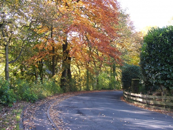 trees tree road