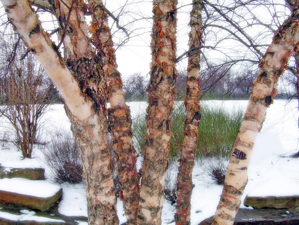 trees with loose bark