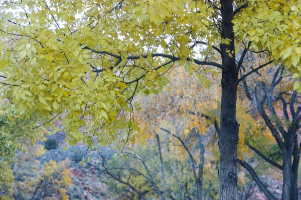 trees with yellow 038 orange leaves 