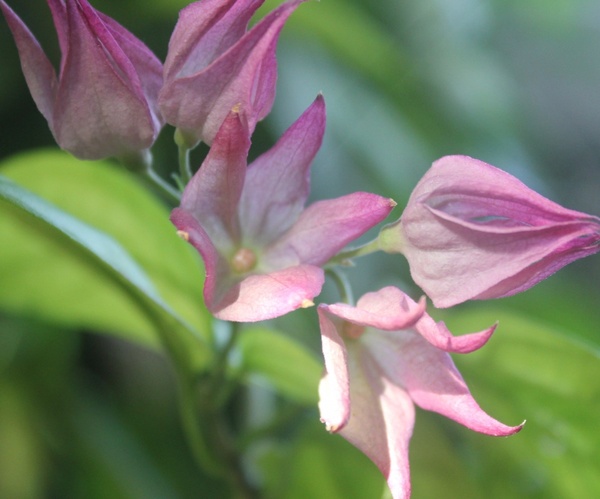 tropical bleeding heart 