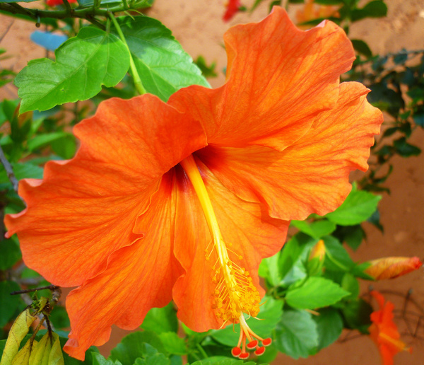 tropical orange beauty 