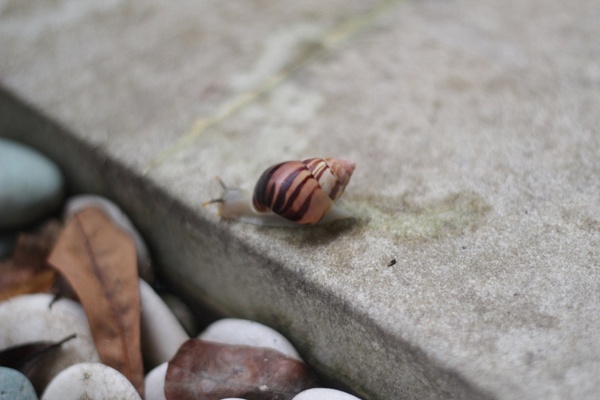 tropical snail