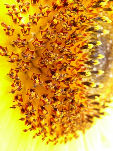 tubular flowers sun flower inflorescence