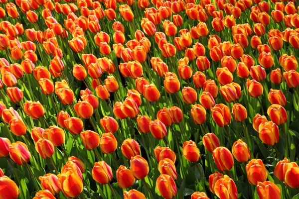 tulip background