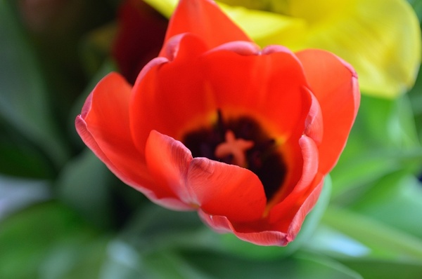 tulip bloom