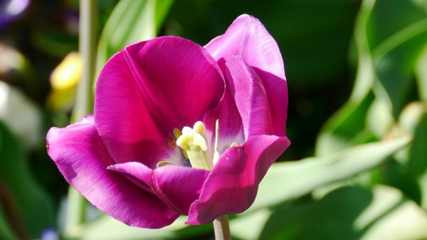 tulip color spring