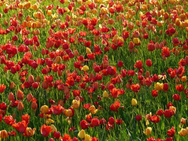 tulip field back light light
