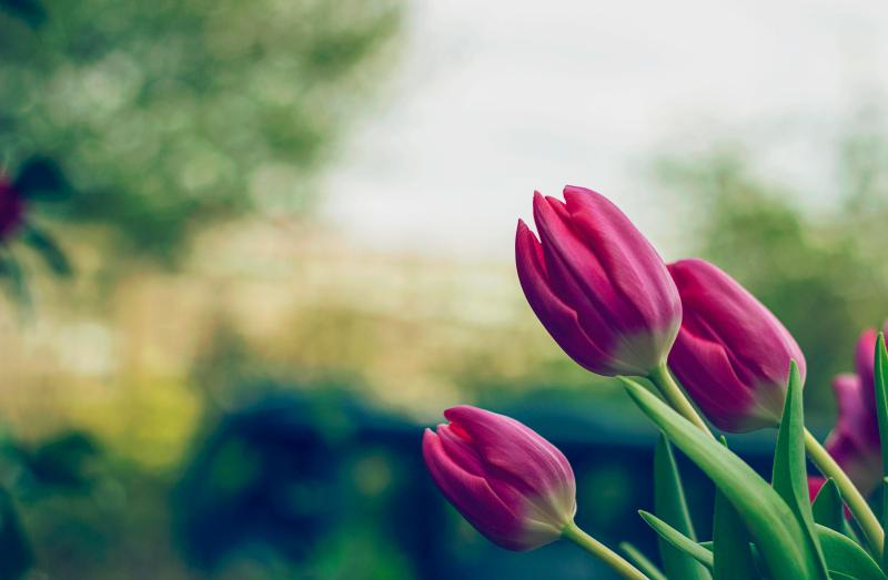 Tulip flora backdrop picture elegant contrast closeup 