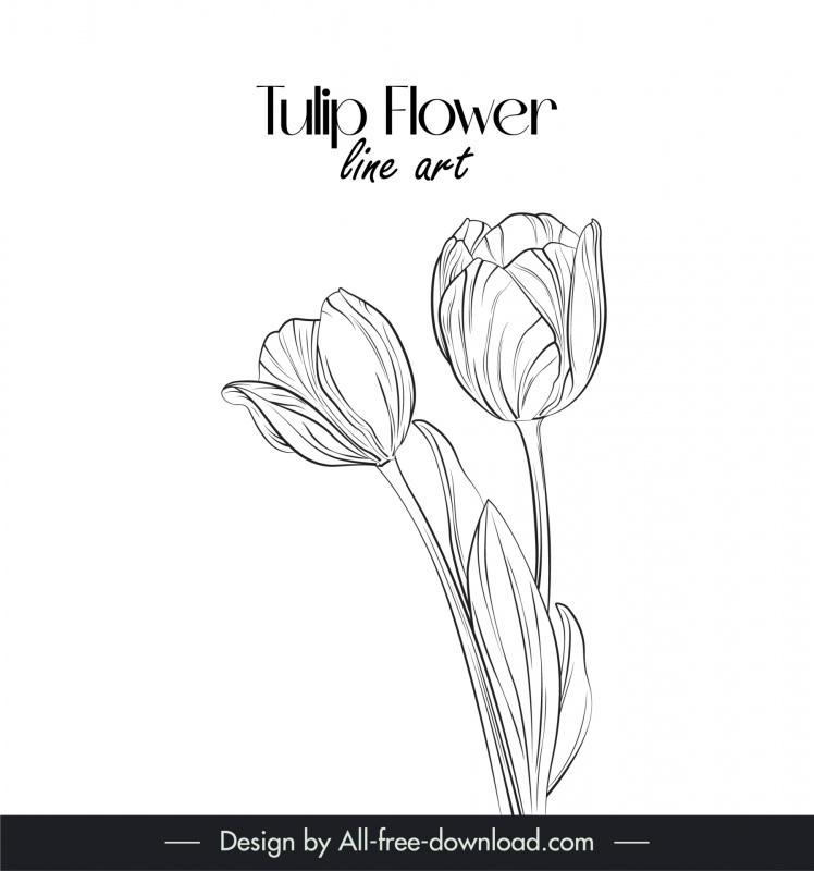tulip flower line art design elements handdrawn outline 