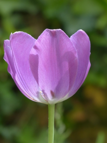 tulip flower violet