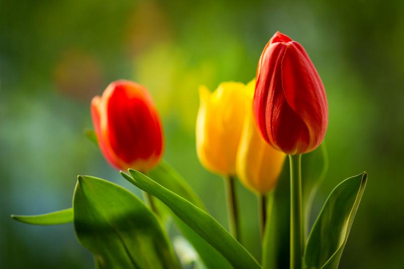 Tulip flowers backdrop picture elegant modern closeup 