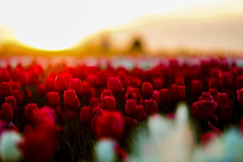 Tulip garden scenery picture contrast blurred 