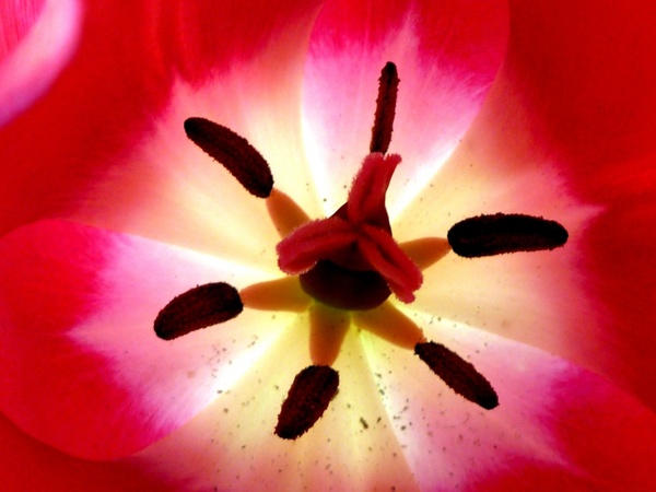 tulip inside up-close
