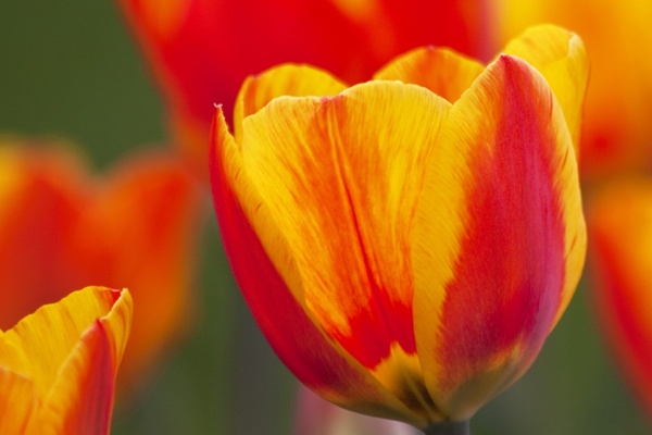 tulip lily nature