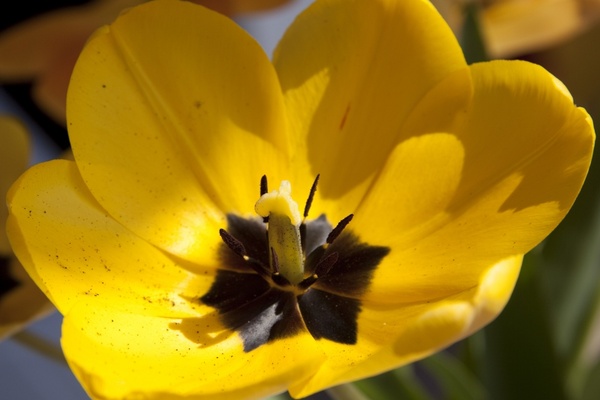 tulip lily nature
