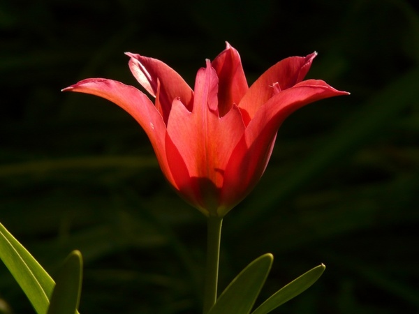 tulip red back light