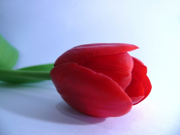 tulip red flowers