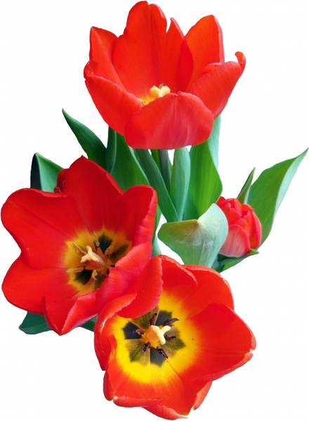 tulip red spring