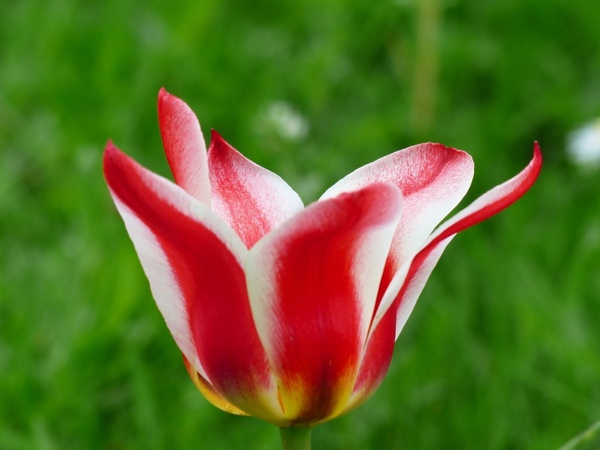 tulip red white
