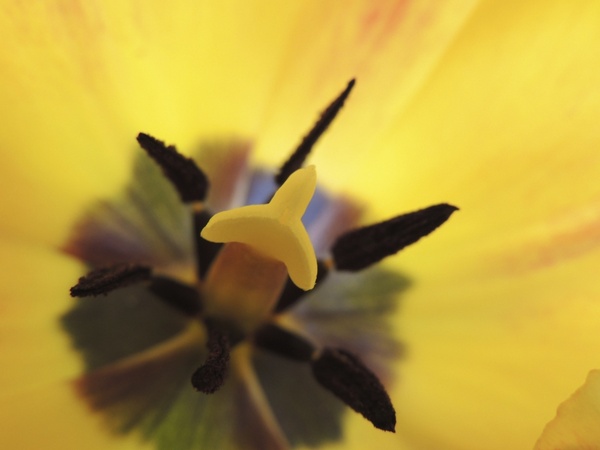 tulip stamp yellow