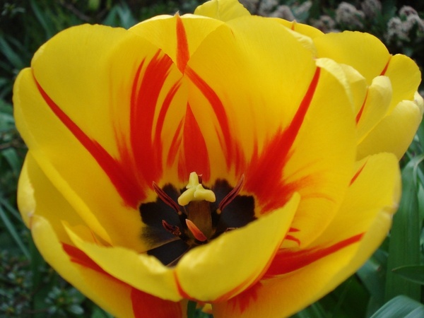 tulip stengel stamp 