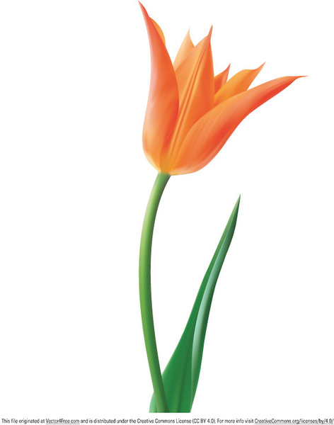 tulip vector flower