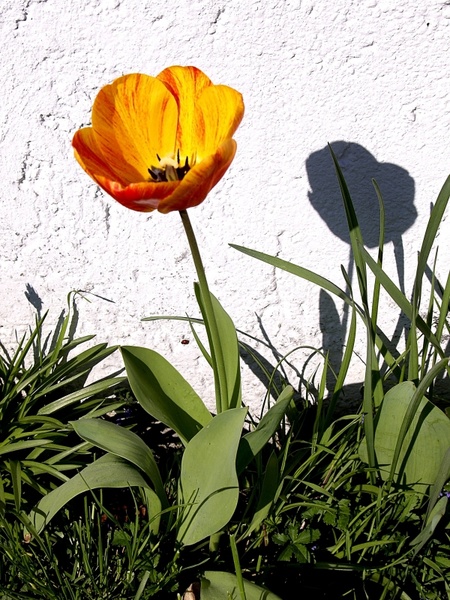 tulip white wall shadow
