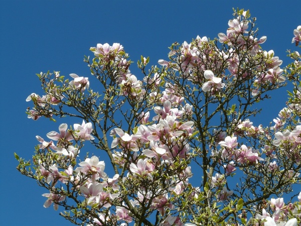 tulip-magnolia tree bush 