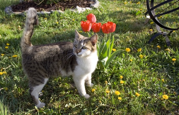 tulips and the cat