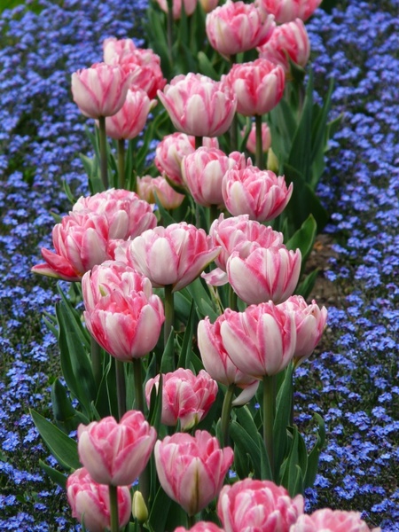 tulips bed pink