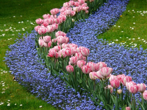 tulips bed pink