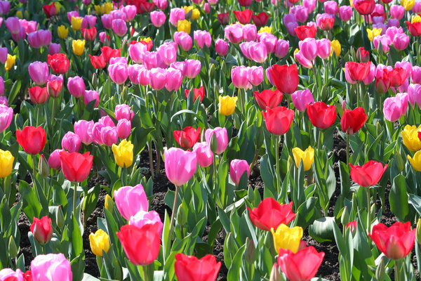 tulips everywhere