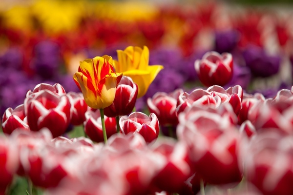 tulips flowers plant