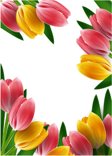 Tulip bunga Gambar Bunga
