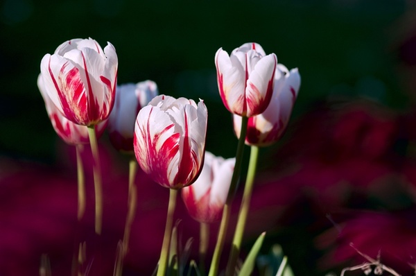 tulips garden flowers