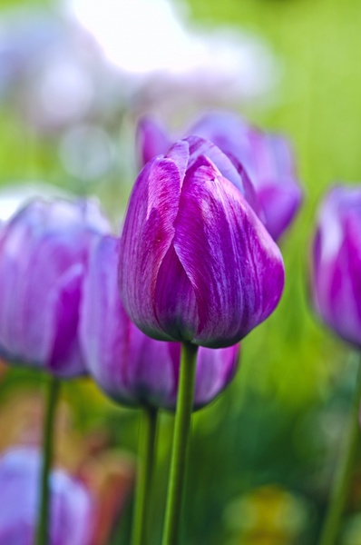 tulips garden flowers