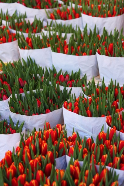tulips in bags