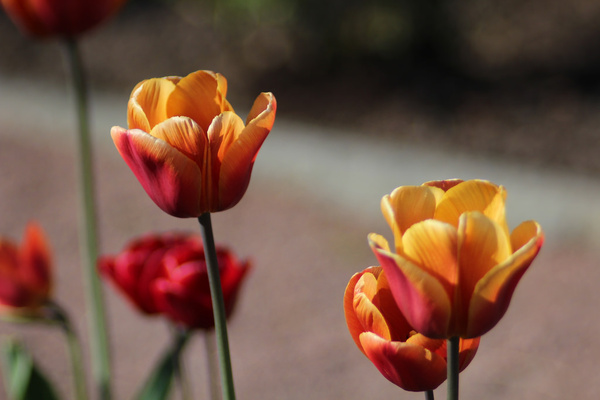 tulips in trdgrdsfreningen