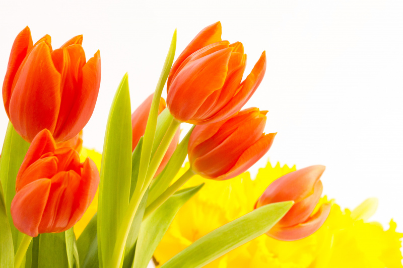 tulips picture backdrop elegant blooming closeup 