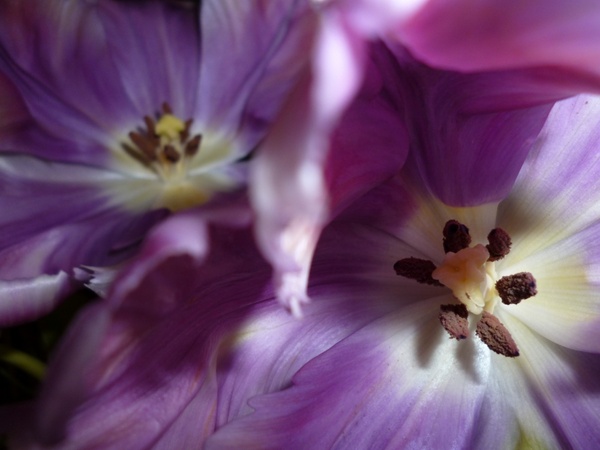 tulips purple light