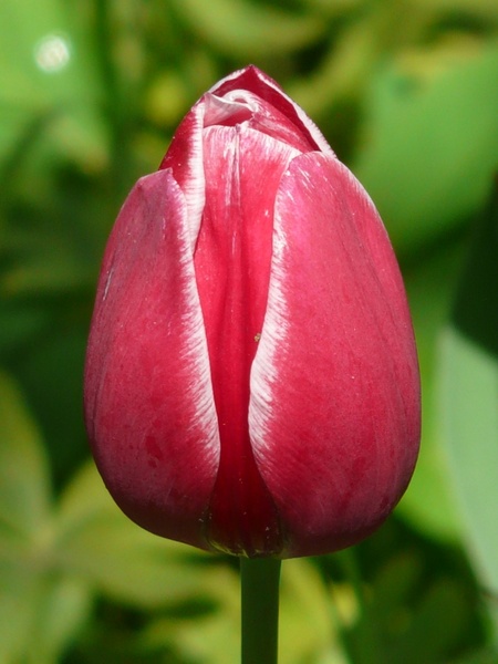 tulips red white
