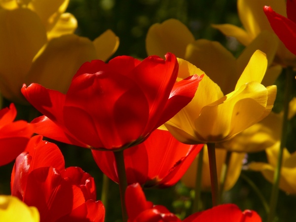 tulips red yellow 