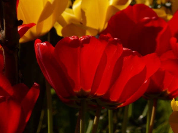 tulips red yellow